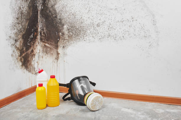 Professional Mold Removal in Ephraim, UT